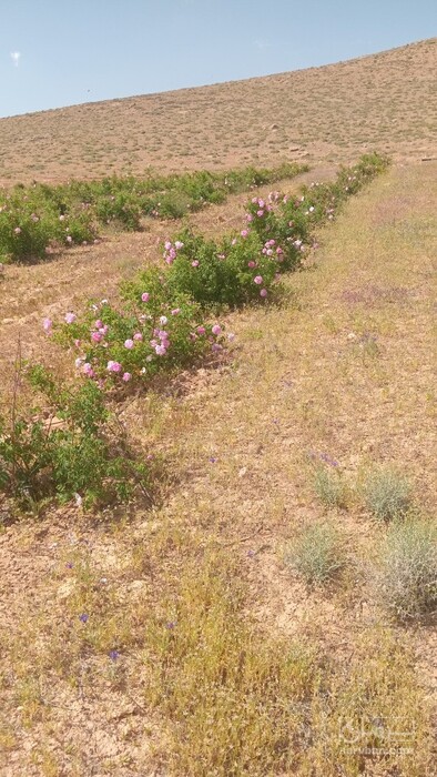فروش گل محمدی