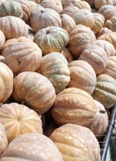 فروش کدو عمانی