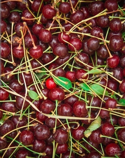 فروش آلبالو