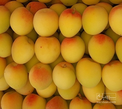 فروش زردآلو