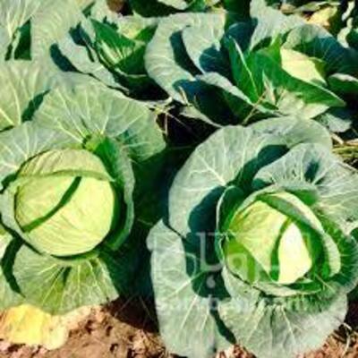 فروش کلم برگی