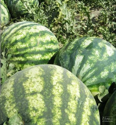 فروش هندوانه