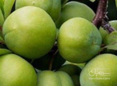 فروش گوجه سبز سردرختی