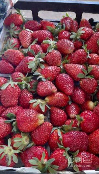 فروش توت فرنگی