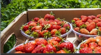 فروش توت فرنگی