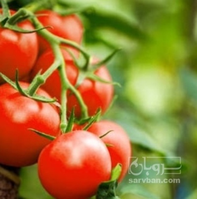 فروش گوجه فرنگی