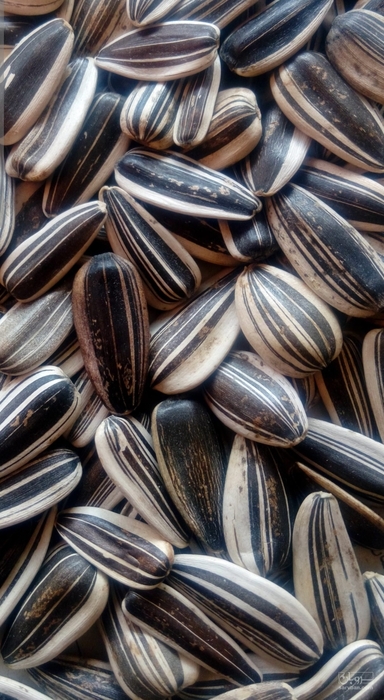 فروش آفتابگردان