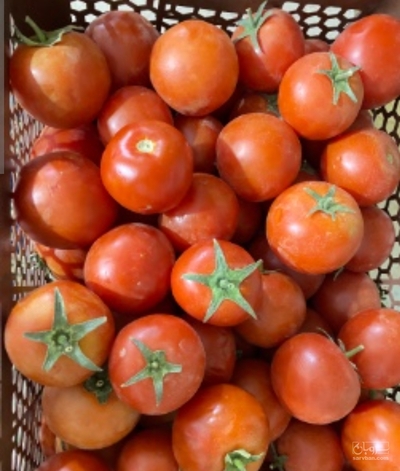 فروش گوجه فرنگی