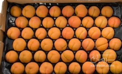 فروش زردآلو