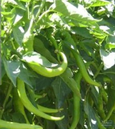 فروش فلفل سبز شمشیری  شیرین