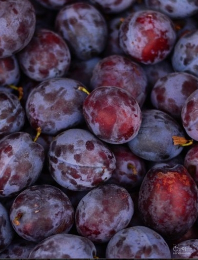 فروش آلو سياه