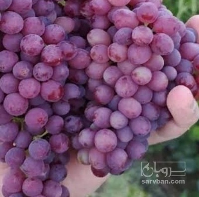 فروش انگور یاقوتی