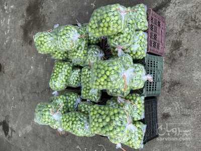 فروش گوجه سبز