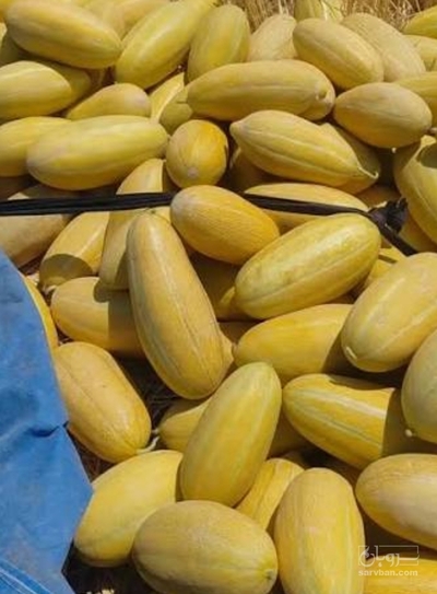فروش خربزه