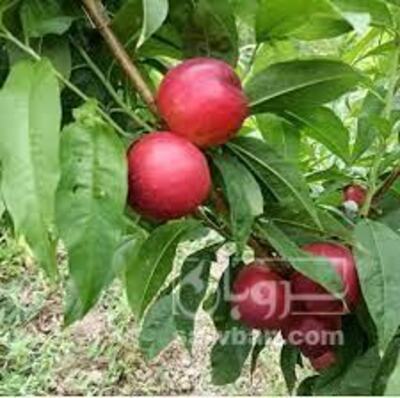 فروش شلیل