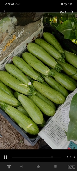 فروش کدو  سبز