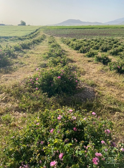 فروش گل محمدی