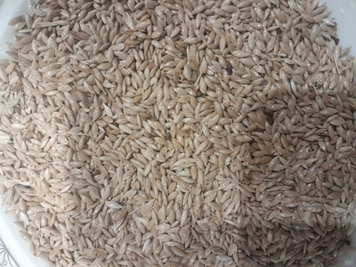 فروش تخم کتان