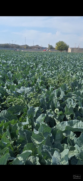 فروش گل کلم