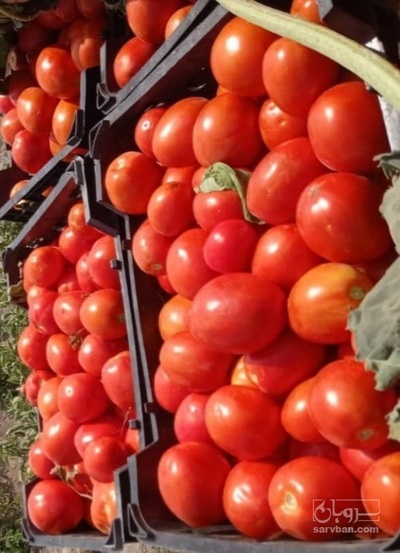 فروش گوجه فرنگی