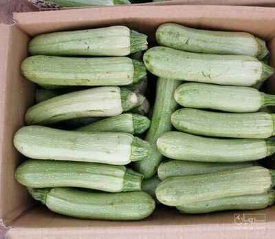 فروش کدو  سبز