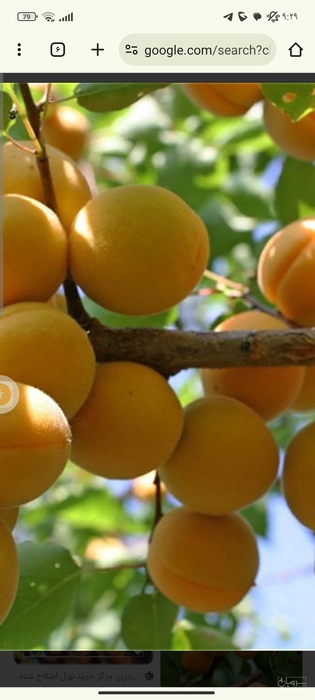 فروش زردآلو