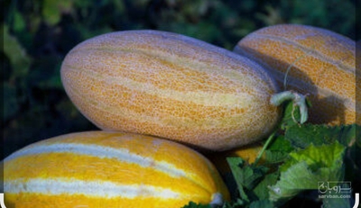 فروش خربزه