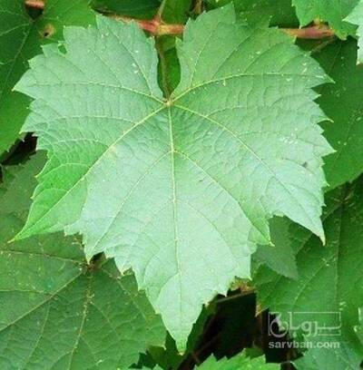 فروش  برگ انگور دلمه ایی