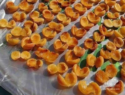 فروش زردآلوقیسی بدون هسته