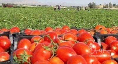 فروش گوجه فرنگی کارخانه ایی