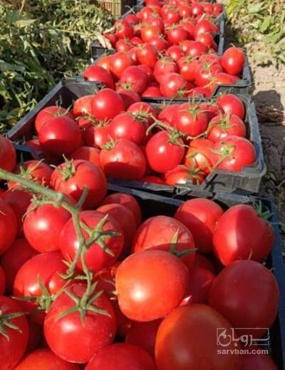 فروش گوجه فرنگی سانسید