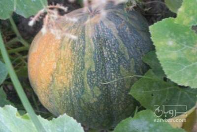 فروش کدو عمانی