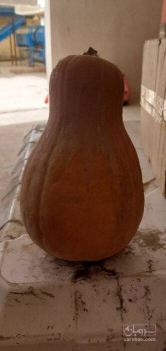 فروش کدو حلوایی