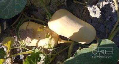 فروش کدو ساکاتا ریز