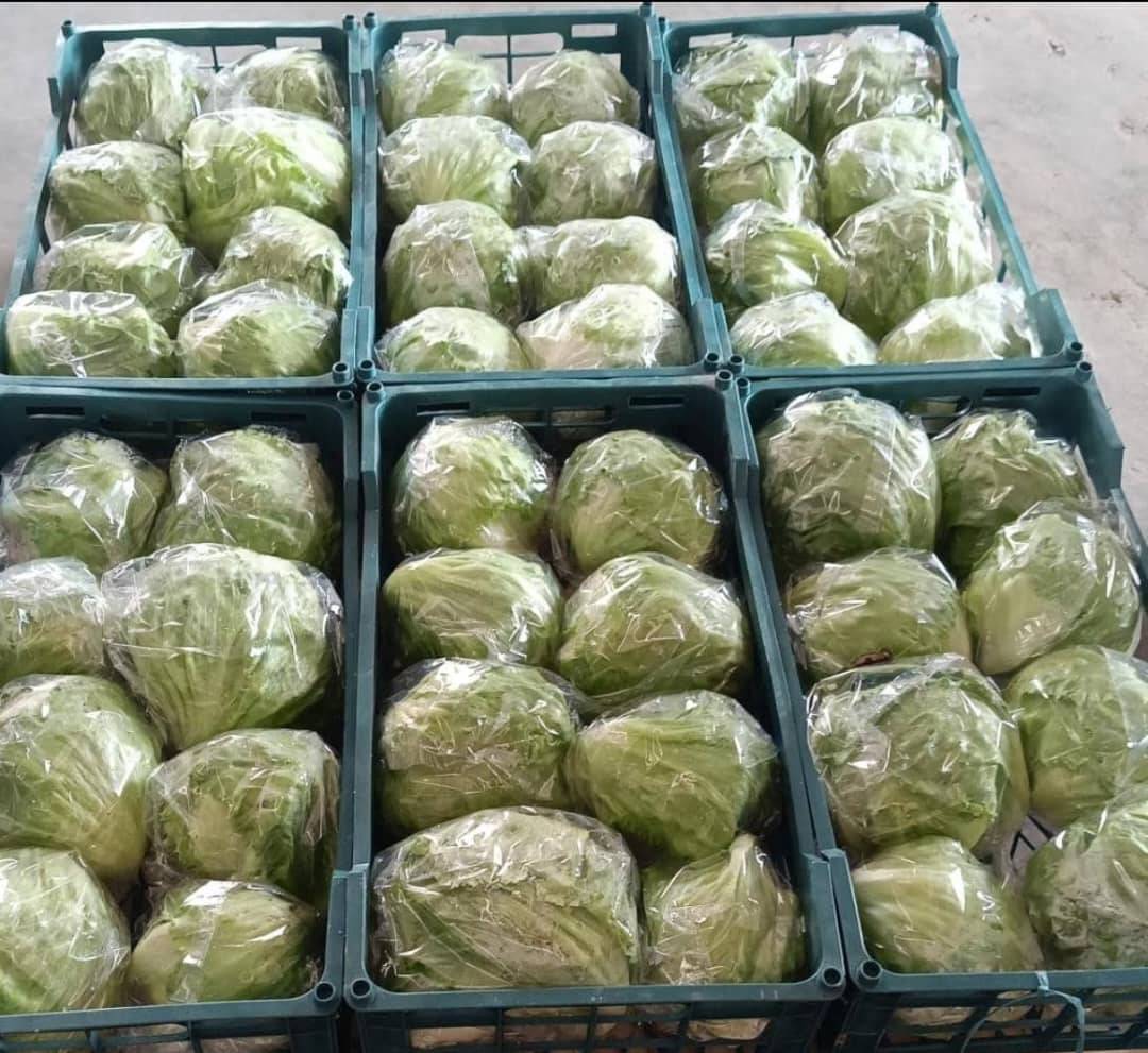 فروش کاهو ایسبرگ - آیسبرگ