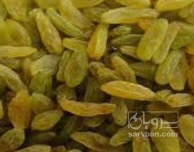 فروش کشمش سبز قلمی