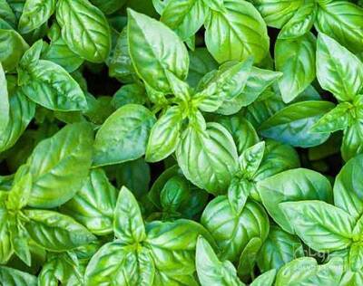 فروش ریحان گلخانه ایی