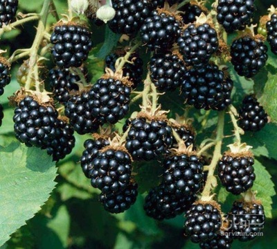 فروش تمشک بلک بری