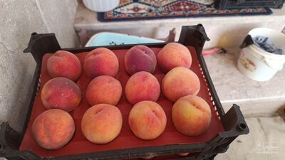 هلو زعفرانی