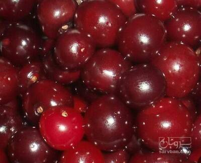 فروش آلبالو رسمی بدون دم