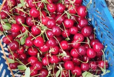 فروش آلبالو مجارستانی