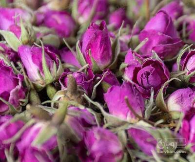 فروش غنچه گل محمدی اذر شهر