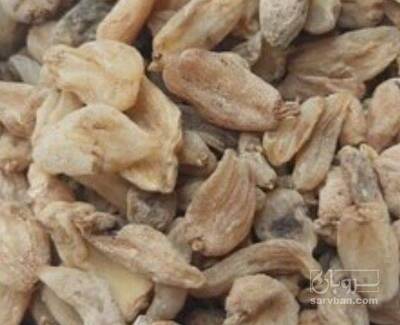 فروش ثعلب قلوه ایی