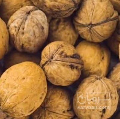 فروش گردو