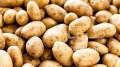 سیب زمینی  کلمبا