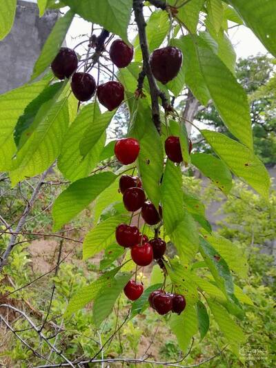 فروش گیلاس اشنویه