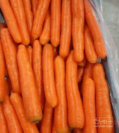 فروش هویج شسته شده