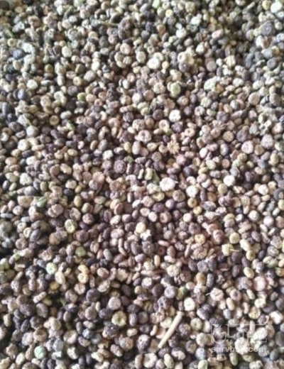 فروش بذر پنیرک (گیاه‌ دارویی)