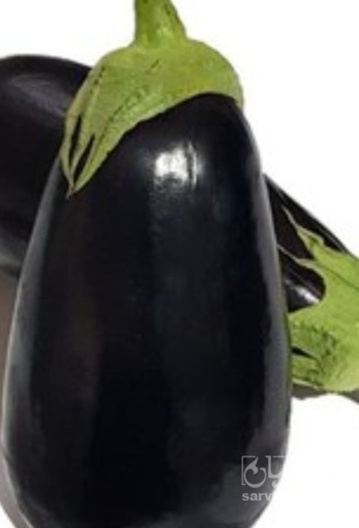 فروش بادمجان لامپی صادراتی