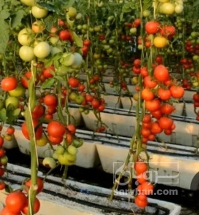 فروش گوجه فرنگی خوشه ایی هیدروپونیک